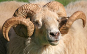 Mouton  grandes cornes